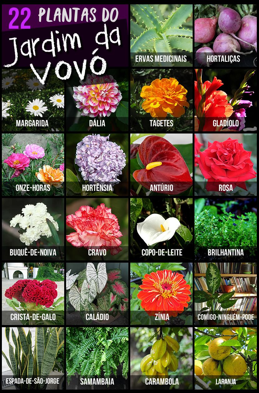 nomes de plantas populares
