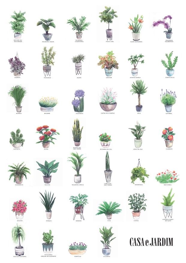 nomes de flores