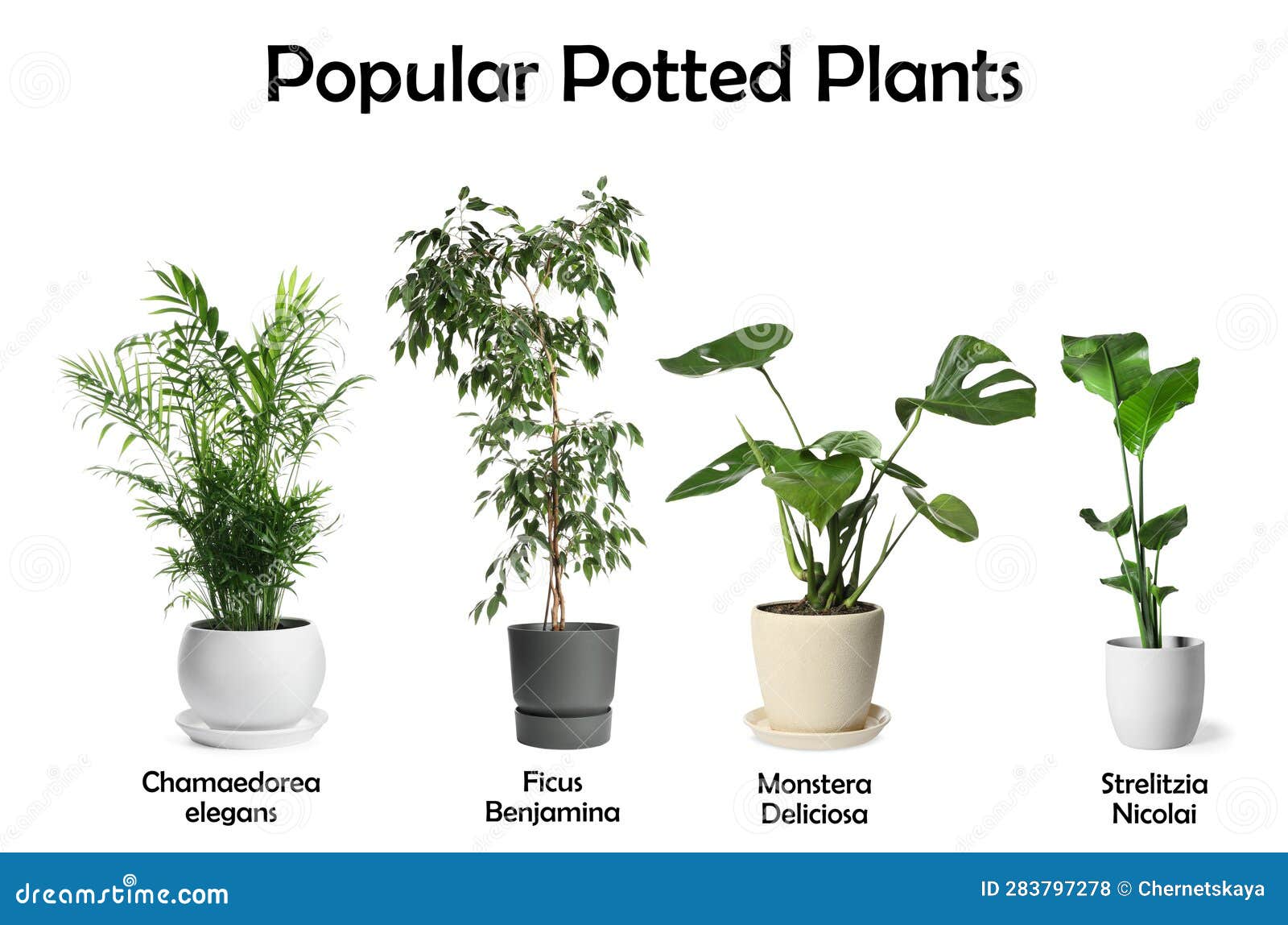 lista de 100 plantas
