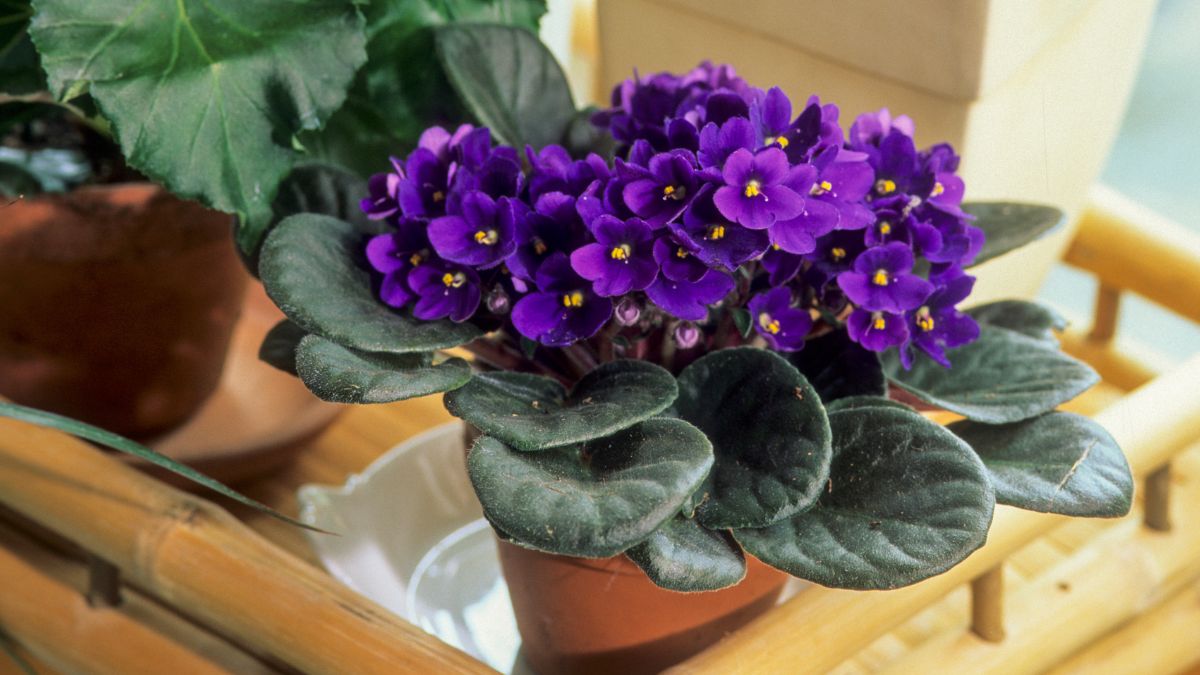 nomes de ervas aromáticas