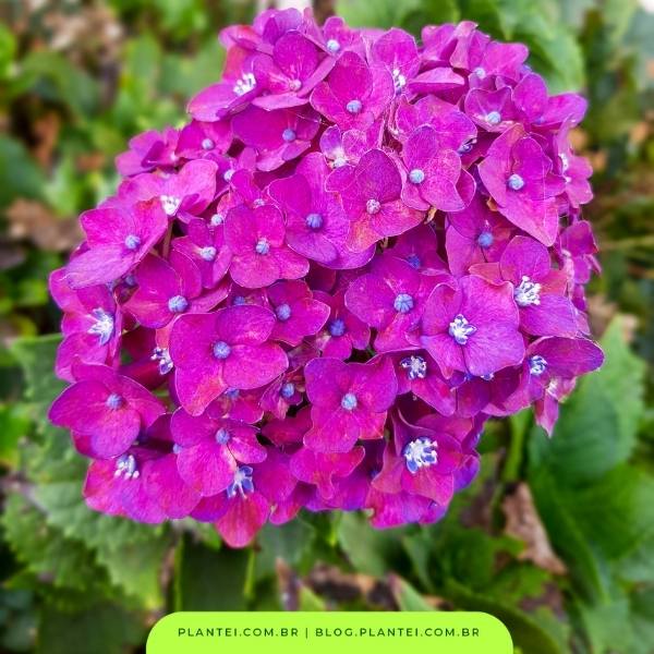plantas de interior nomes