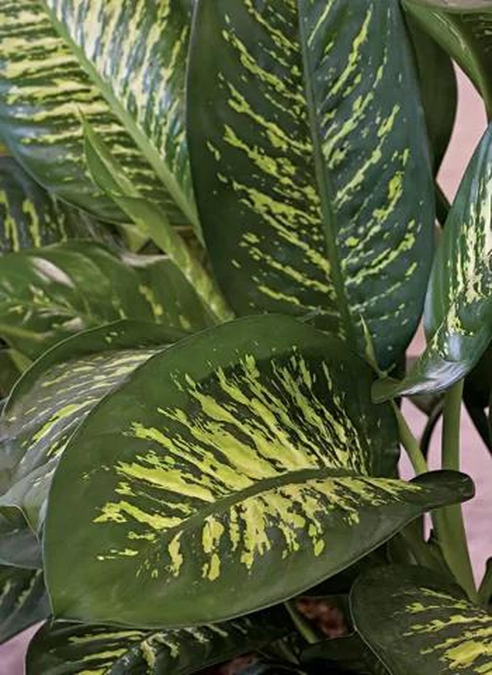 plantas medicinais nomes