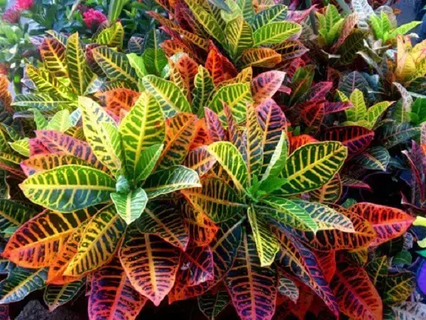 plantas ornamentais nomes