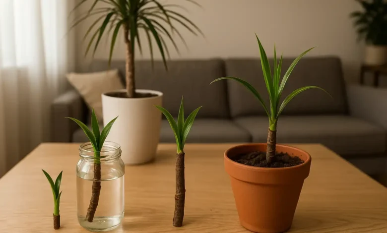 5 formas para transformar sua casa com dracena