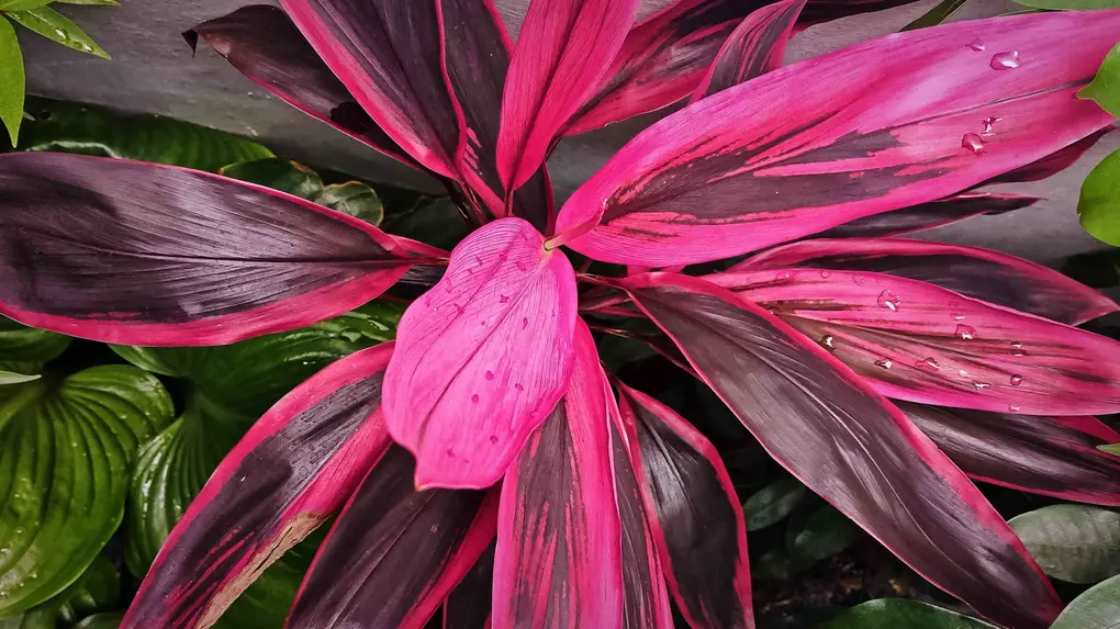 5 formas para transformar sua casa com dracena