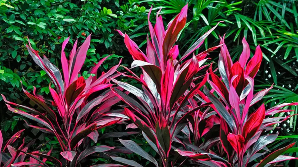 5 maneiras de usar dracenas para transformar sua casa
Como a dracena melhora a qualidade do ar no seu escritório
Decoração com dracenas: dicas para corredores e áreas de circulação
O poder dos vasos na decoração com dracenas
Dracenas e Feng Shui: atraindo abundância e harmonia