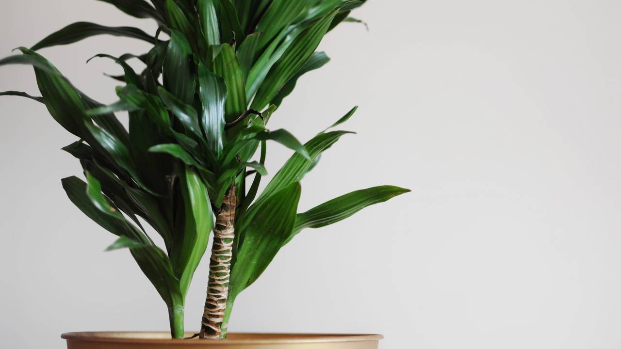 5 formas para transformar sua casa com dracena