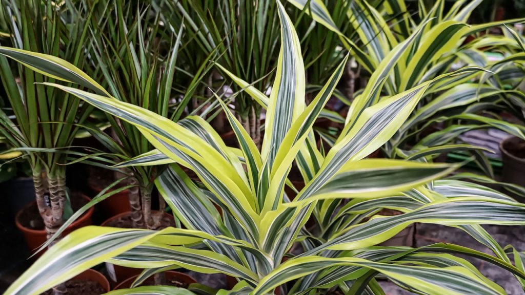 5 maneiras de usar dracenas para transformar sua casa
Como a dracena melhora a qualidade do ar no seu escritório
Decoração com dracenas: dicas para corredores e áreas de circulação
O poder dos vasos na decoração com dracenas
Dracenas e Feng Shui: atraindo abundância e harmonia