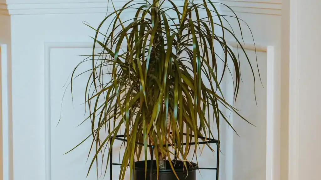 5 formas para transformar sua casa com dracena