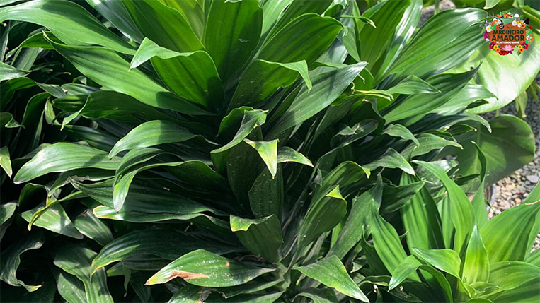 5 maneiras de usar dracenas para transformar sua casa
Como a dracena melhora a qualidade do ar no seu escritório
Decoração com dracenas: dicas para corredores e áreas de circulação
O poder dos vasos na decoração com dracenas
Dracenas e Feng Shui: atraindo abundância e harmonia