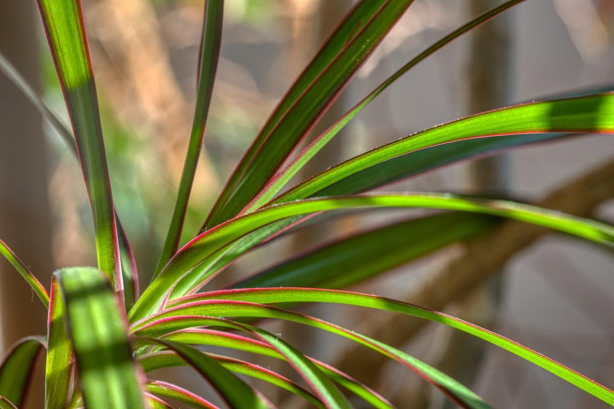 5 formas para transformar sua casa com dracena