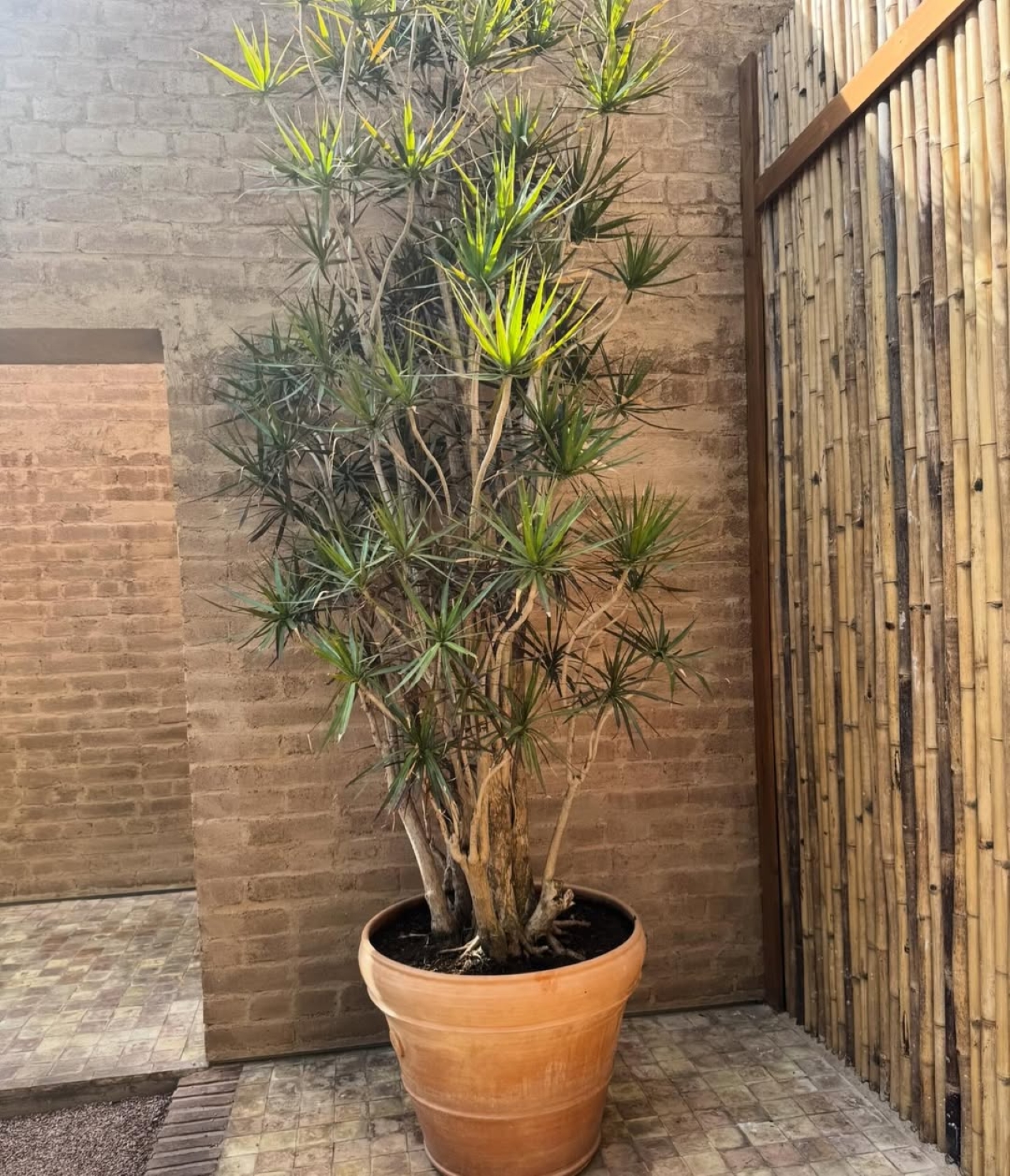 5 maneiras de usar dracenas para transformar sua casa
Como a dracena melhora a qualidade do ar no seu escritório
Decoração com dracenas: dicas para corredores e áreas de circulação
O poder dos vasos na decoração com dracenas
Dracenas e Feng Shui: atraindo abundância e harmonia