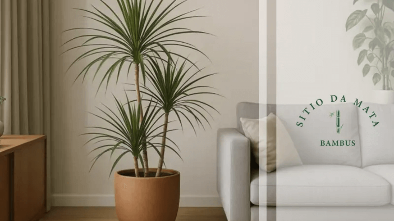 5 maneiras de usar dracenas para transformar sua casa
Como a dracena melhora a qualidade do ar no seu escritório
Decoração com dracenas: dicas para corredores e áreas de circulação
O poder dos vasos na decoração com dracenas
Dracenas e Feng Shui: atraindo abundância e harmonia