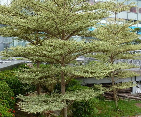 Terminalia mantaly