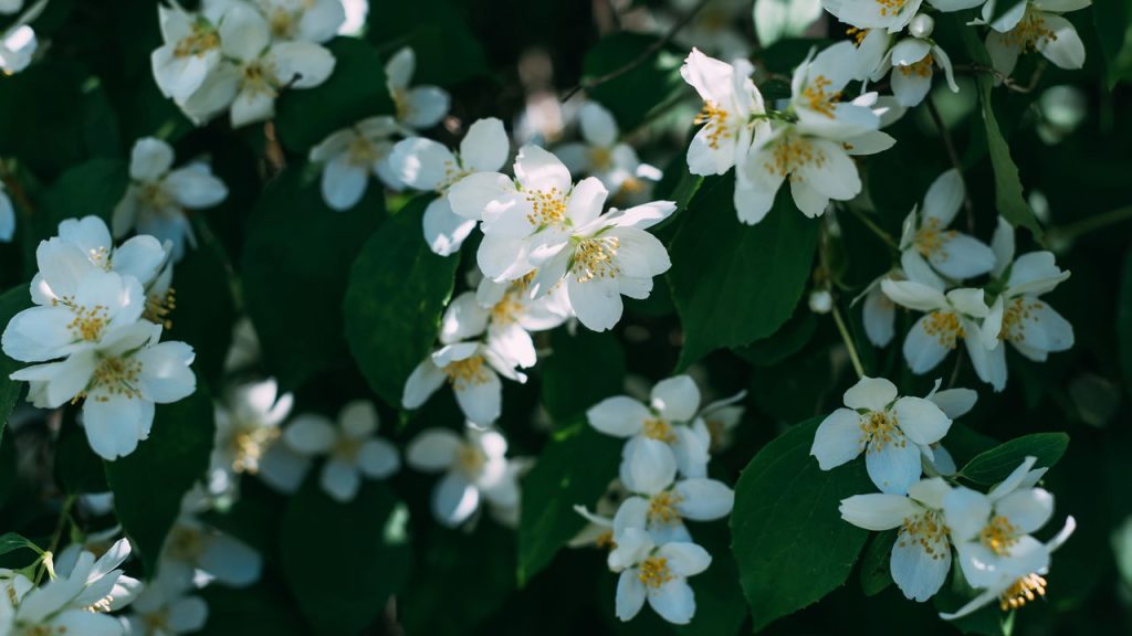 Guia completo de cuidados para Jasmim e Lavanda em casa