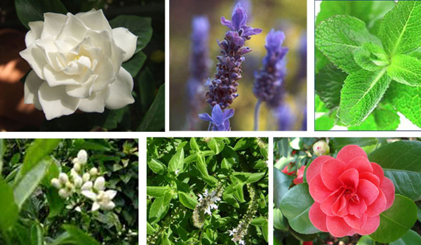 Plantas repelentes naturais: Mantenha insetos longe com aromas