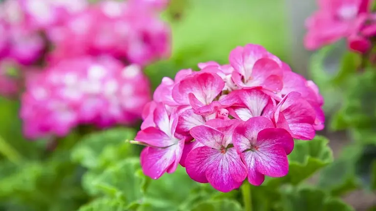 7 plantas que perfumam sua casa naturalmente