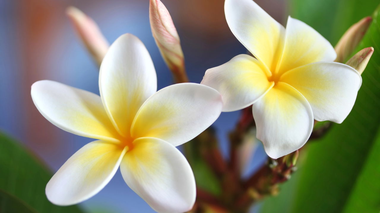 Como cultivar Gardênias: Dicas para um perfume duradouro