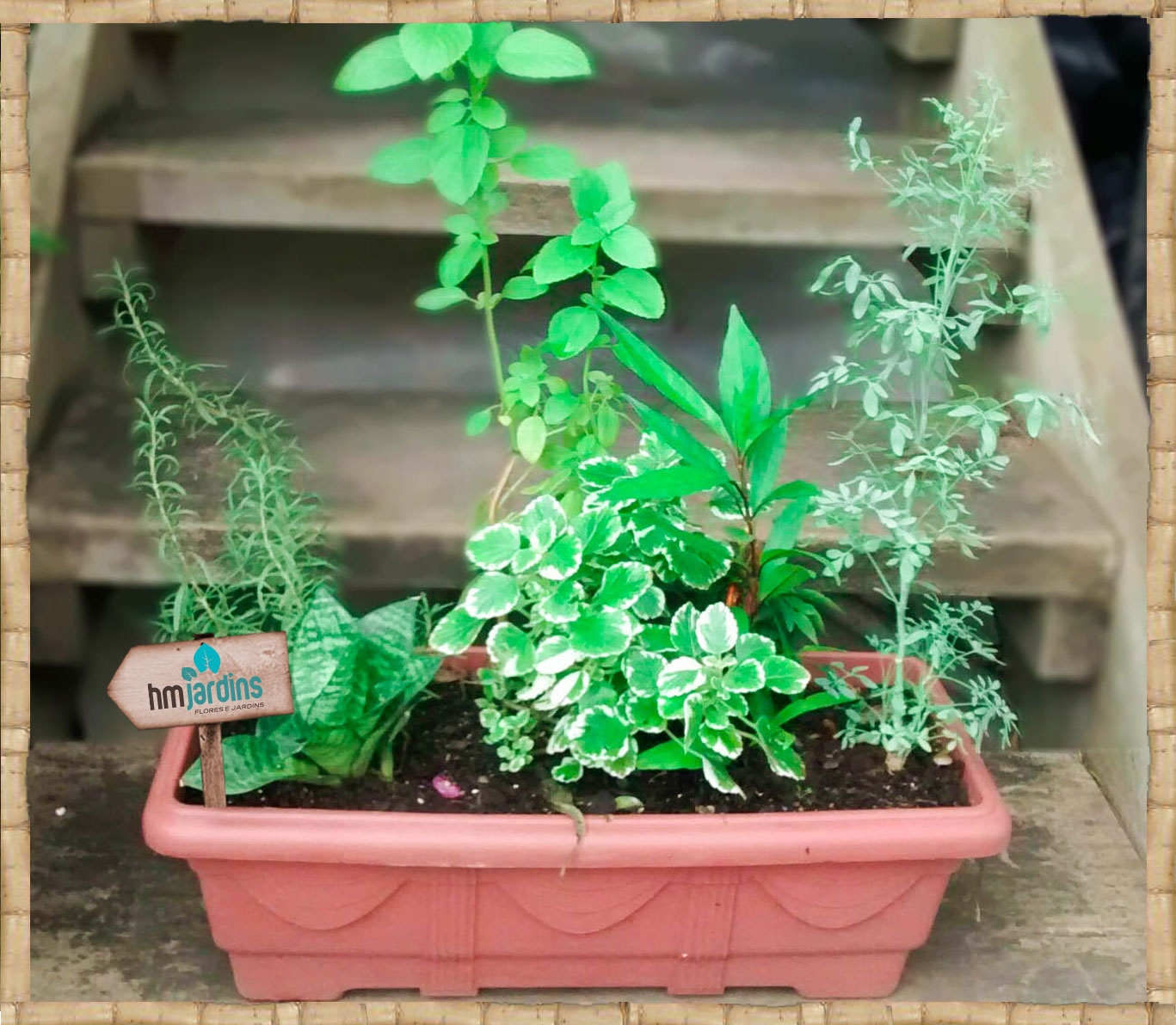 Como cultivar Gardênias: Dicas para um perfume duradouro