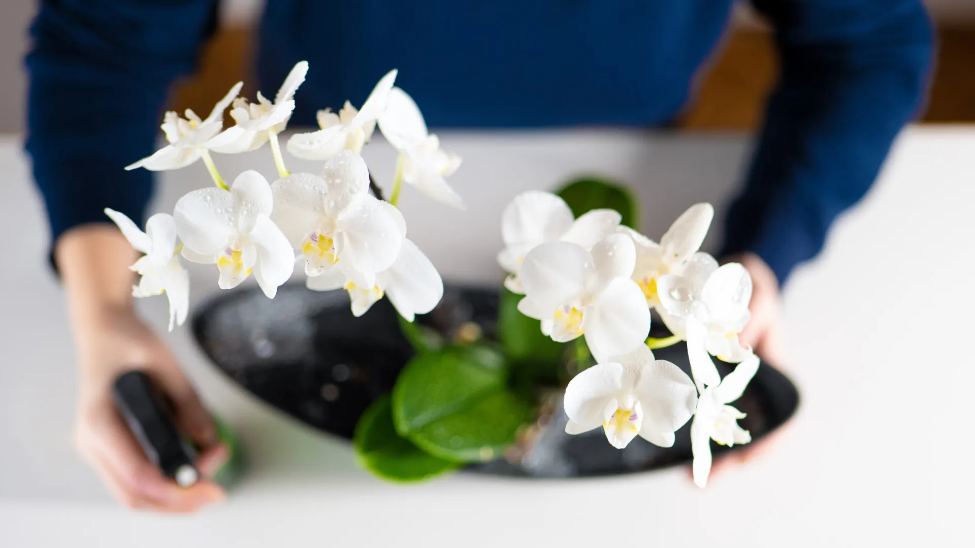 Lírios e Dama da Noite: Plantas para perfumar ambientes grandes e noturnos