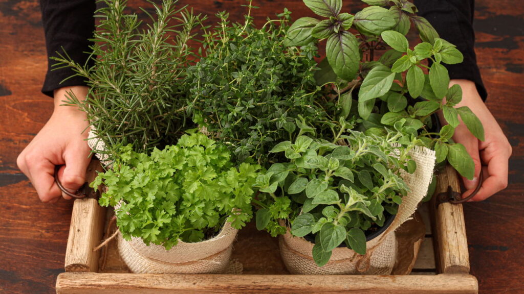 Alecrim e Manjericão: Ervas aromáticas com dupla função na sua cozinha