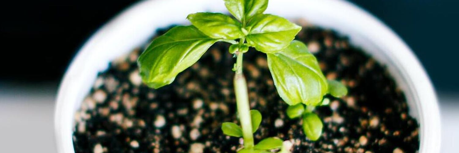 Guia completo de cuidados para Jasmim e Lavanda em casa