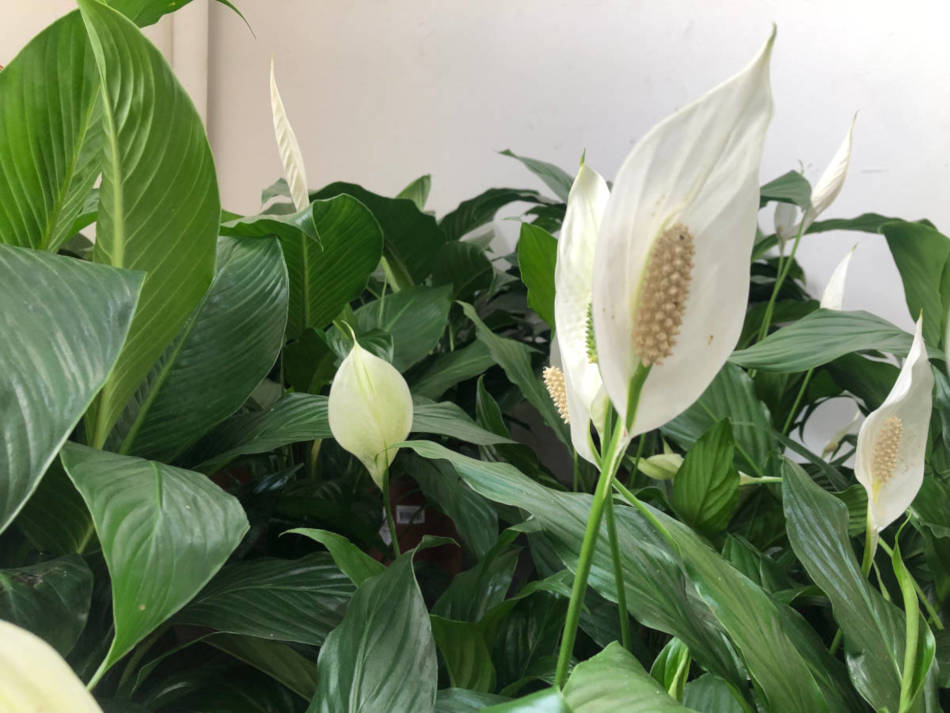 significado da sentença que você assina ao podar seu lírio