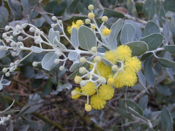 Acácia-de-folhas-de-podalyria