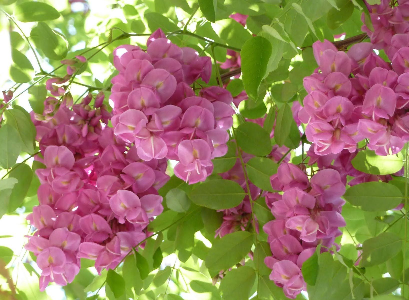 Cassia grandis