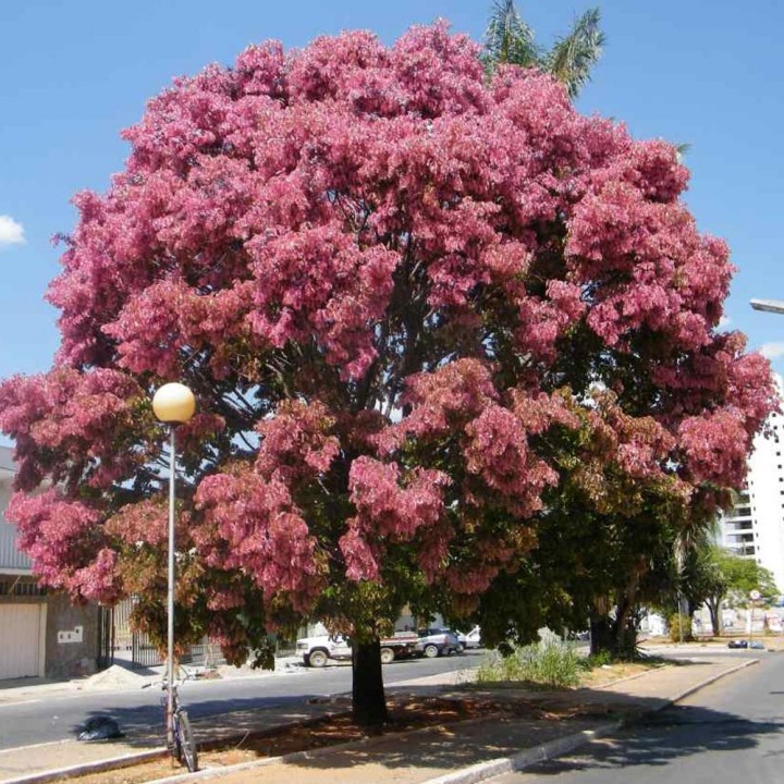 Cássia-rosa