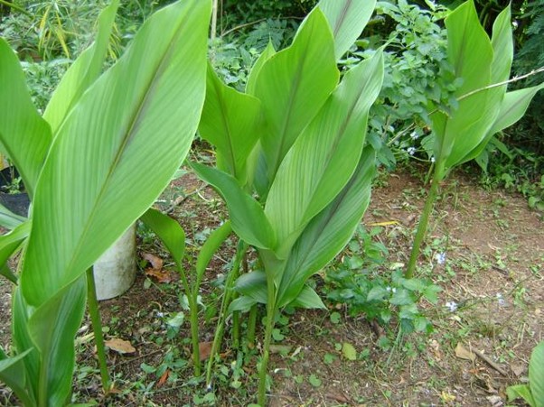 turmérico