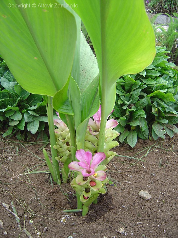 como plantar cúrcuma
