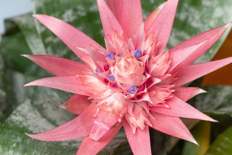 aechmea fasciata