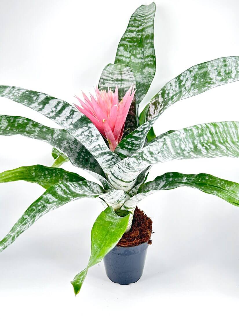 ideias de decoração com bromélia aechmea fasciata