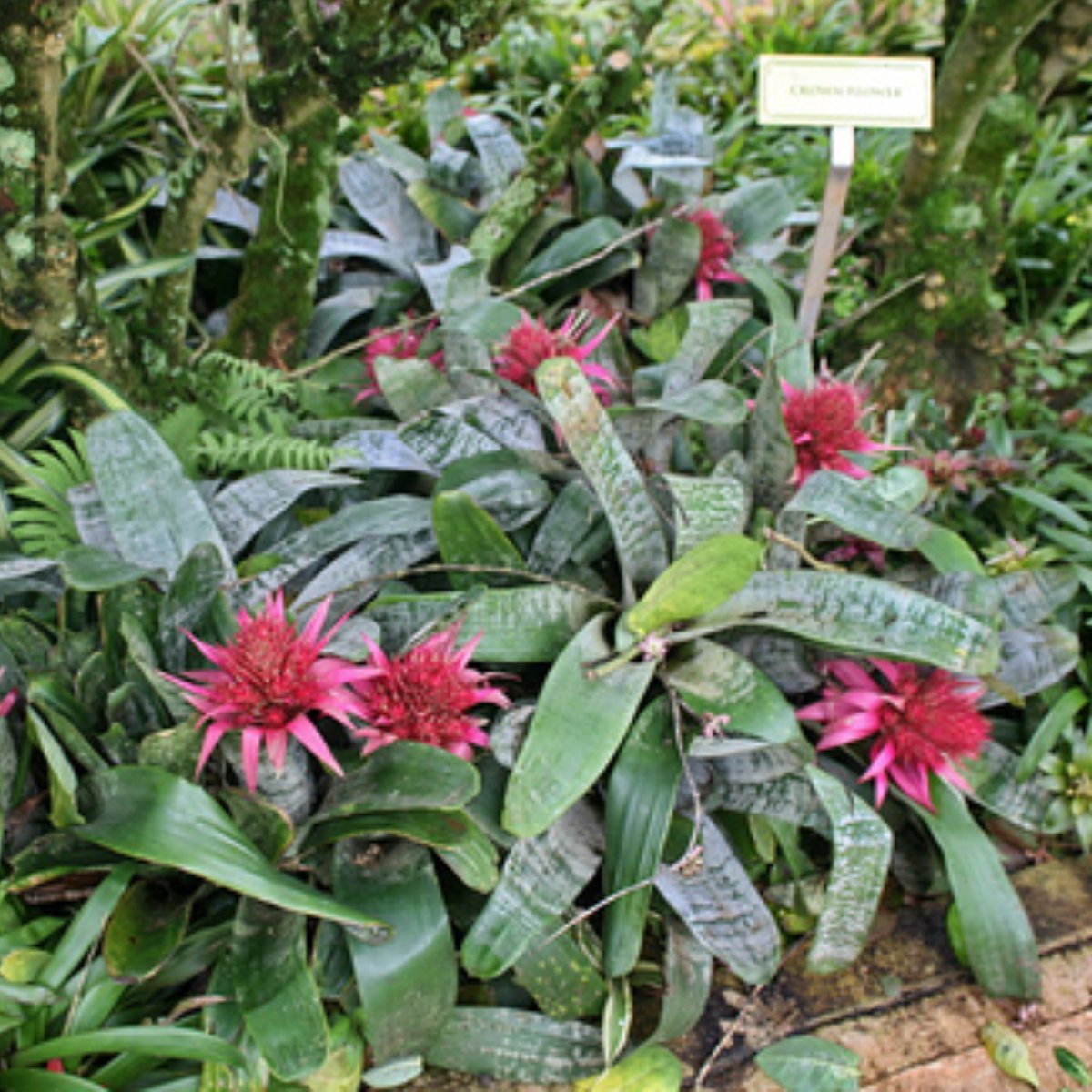 aechmea fasciata vs outras bromélias