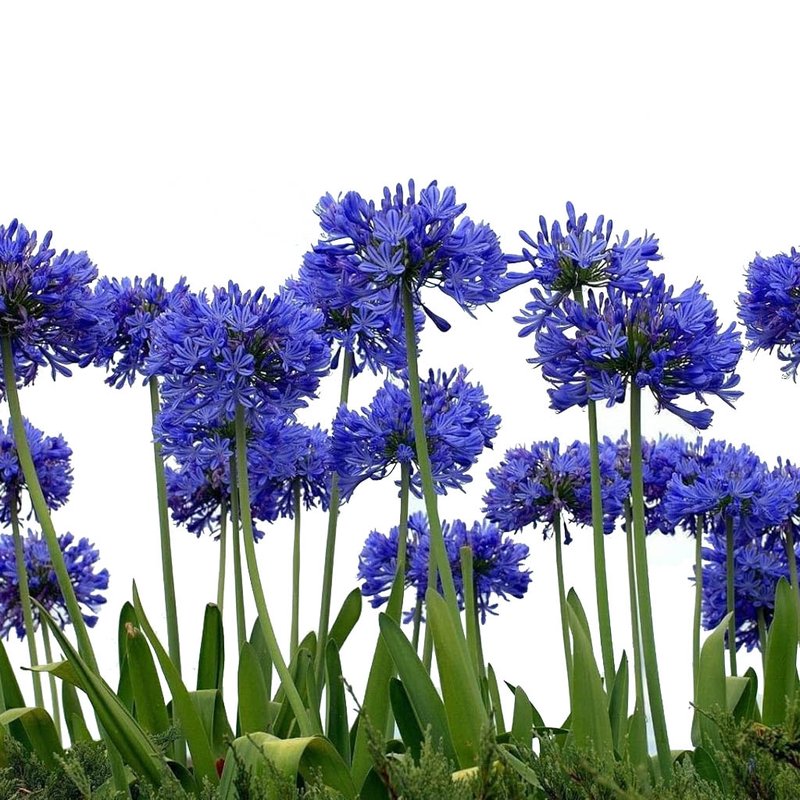 ideias de paisagismo com agapanto azul