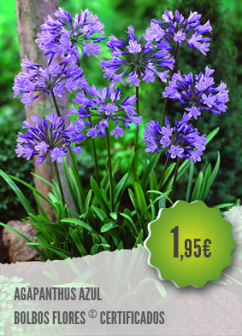 como cuidar de agapanto azul em vaso