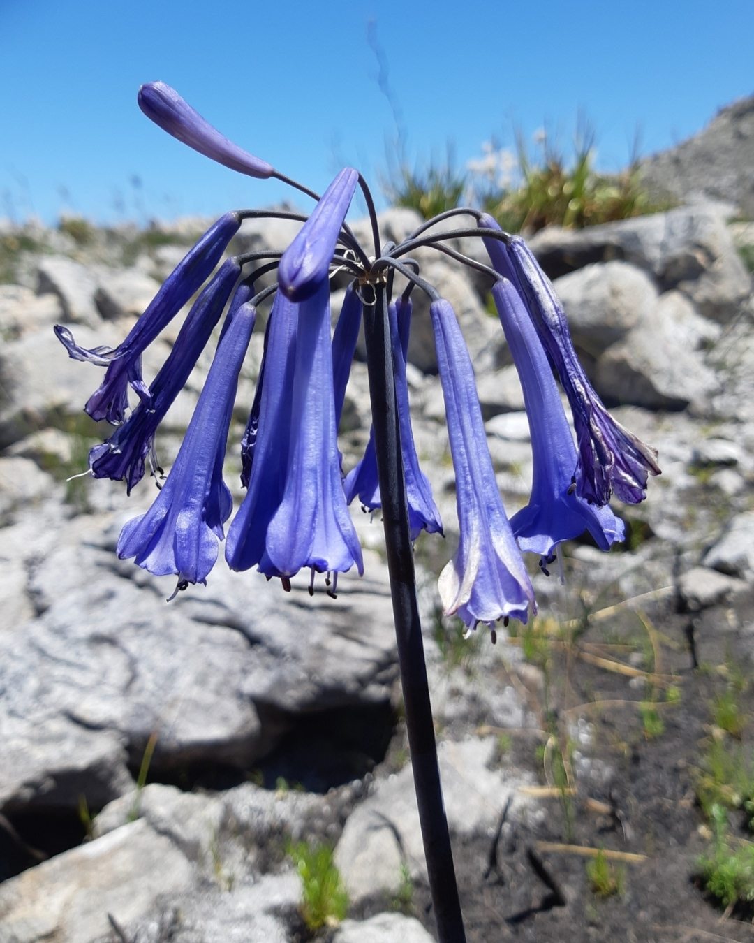 ideias de paisagismo com agapanto azul