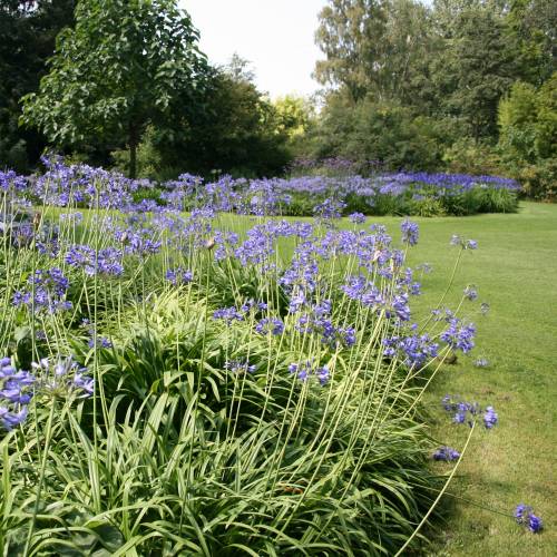 quanto custa muda de agapanto azul