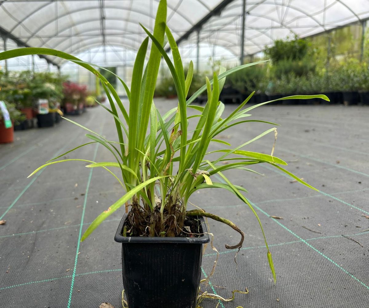 como cuidar de agapanto azul em vaso