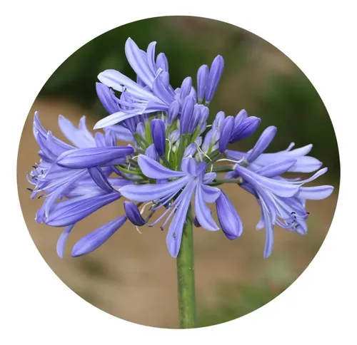 ideias de paisagismo com agapanto azul