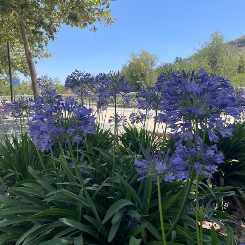 agapanto azul vs agapanto branco