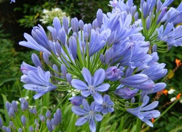 quanto custa muda de agapanto azul