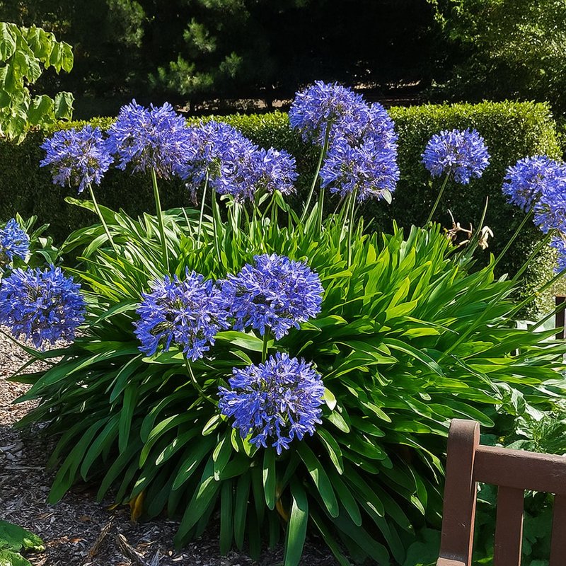 quanto custa muda de agapanto azul