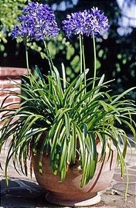 ideias de paisagismo com agapanto azul