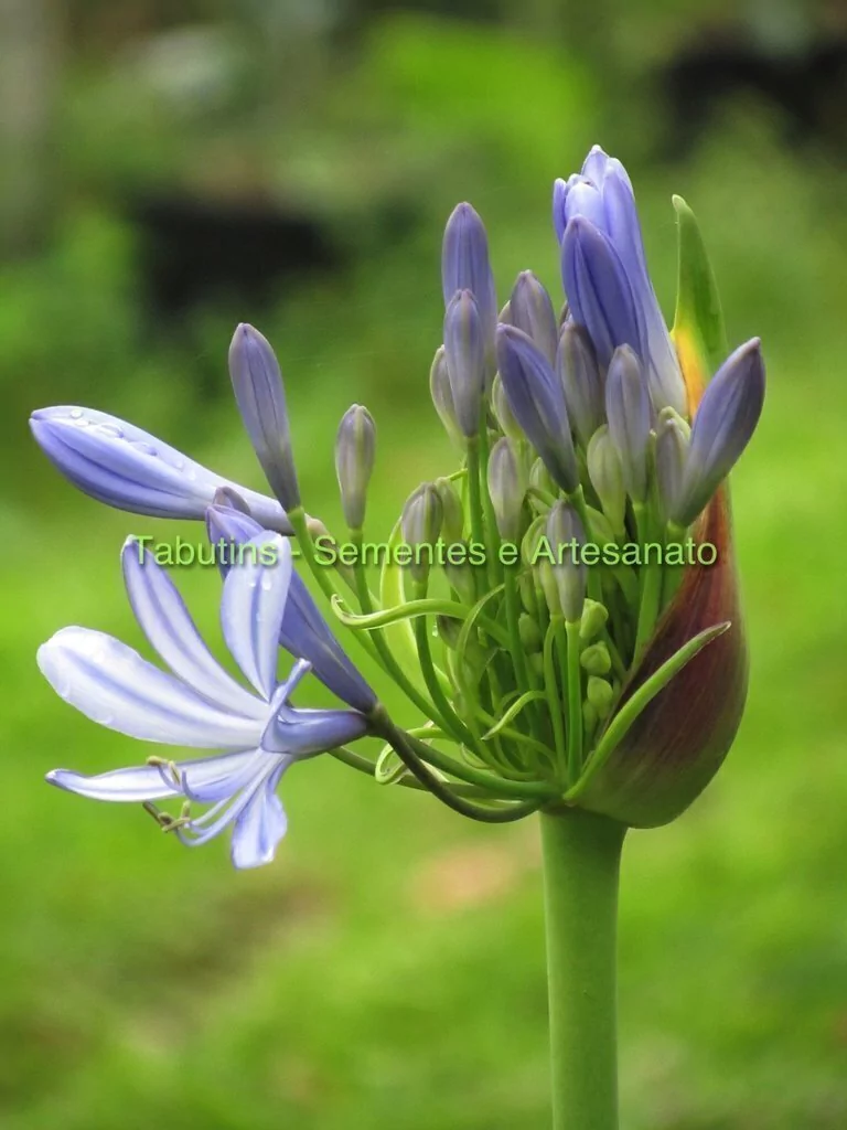 erros comuns ao plantar agapanto azul