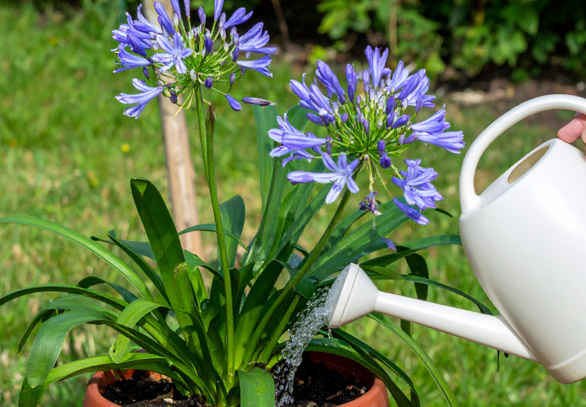 ideias de jardim com agapantos coloridos