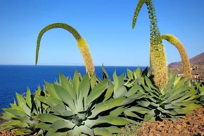 Agave sem espinhos