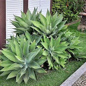 Suculenta de fácil cultivo