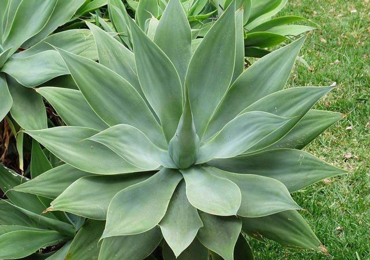 Agave para vasos